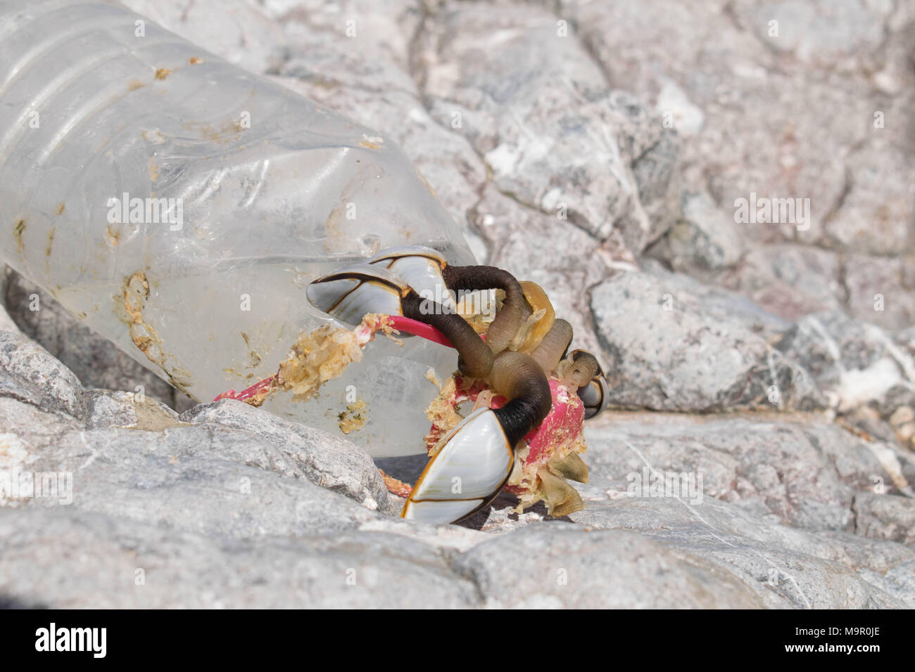 Cirripedi attaccato a una bottiglia di plastica lavati fino sulle rocce al worm di testa, il Gower, Galles Foto Stock
