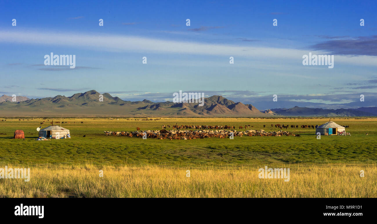 Gregge di capre (capra) e yurta di nomadi con le montagne nella parte posteriore, Mongolia Foto Stock