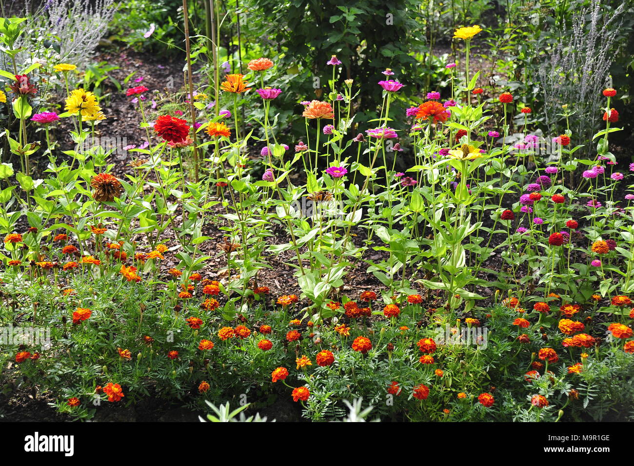 Giardino fiorito con zinnias (Zinnia) e con le calendule (Tagetes), Baden-Württemberg, Germania Foto Stock