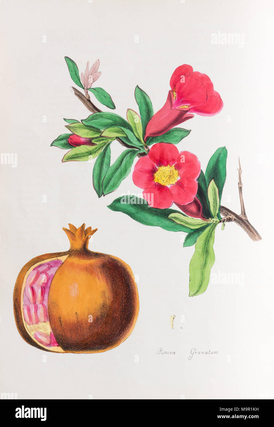 Melograno (Punica granatum), da Plantae Utiliores o illustrazioni di piante utili, colorate a mano la stampa da Mary Ann Burnett Foto Stock