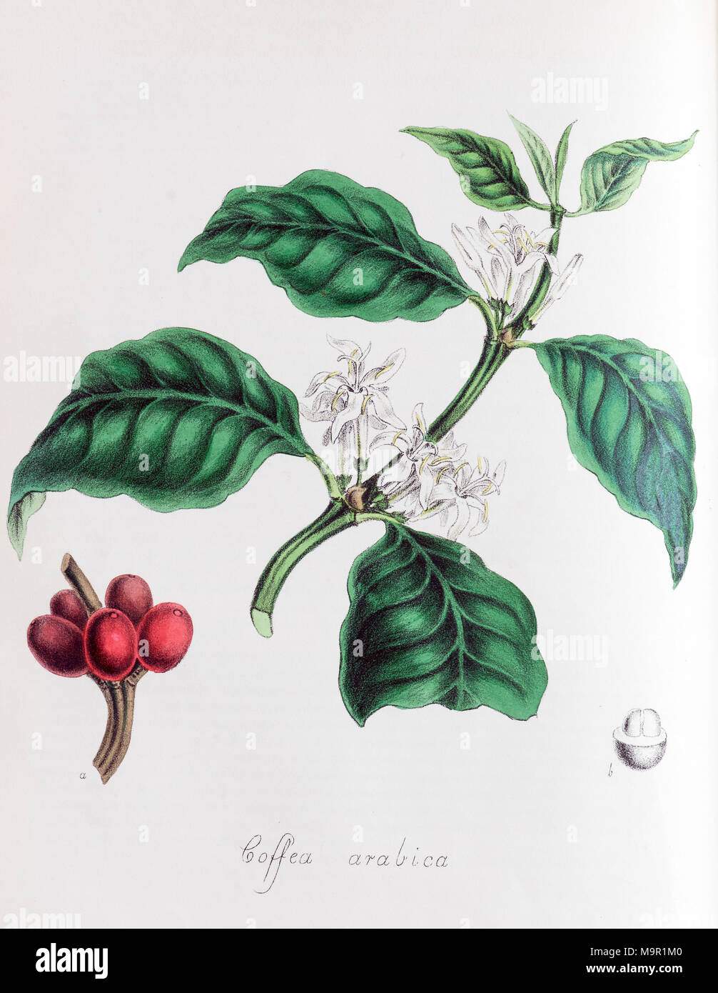 Arabica caffè (Coffea arabica), da Plantae Utiliores o illustrazioni di piante utili, colorate a mano la stampa da Mary Ann Foto Stock