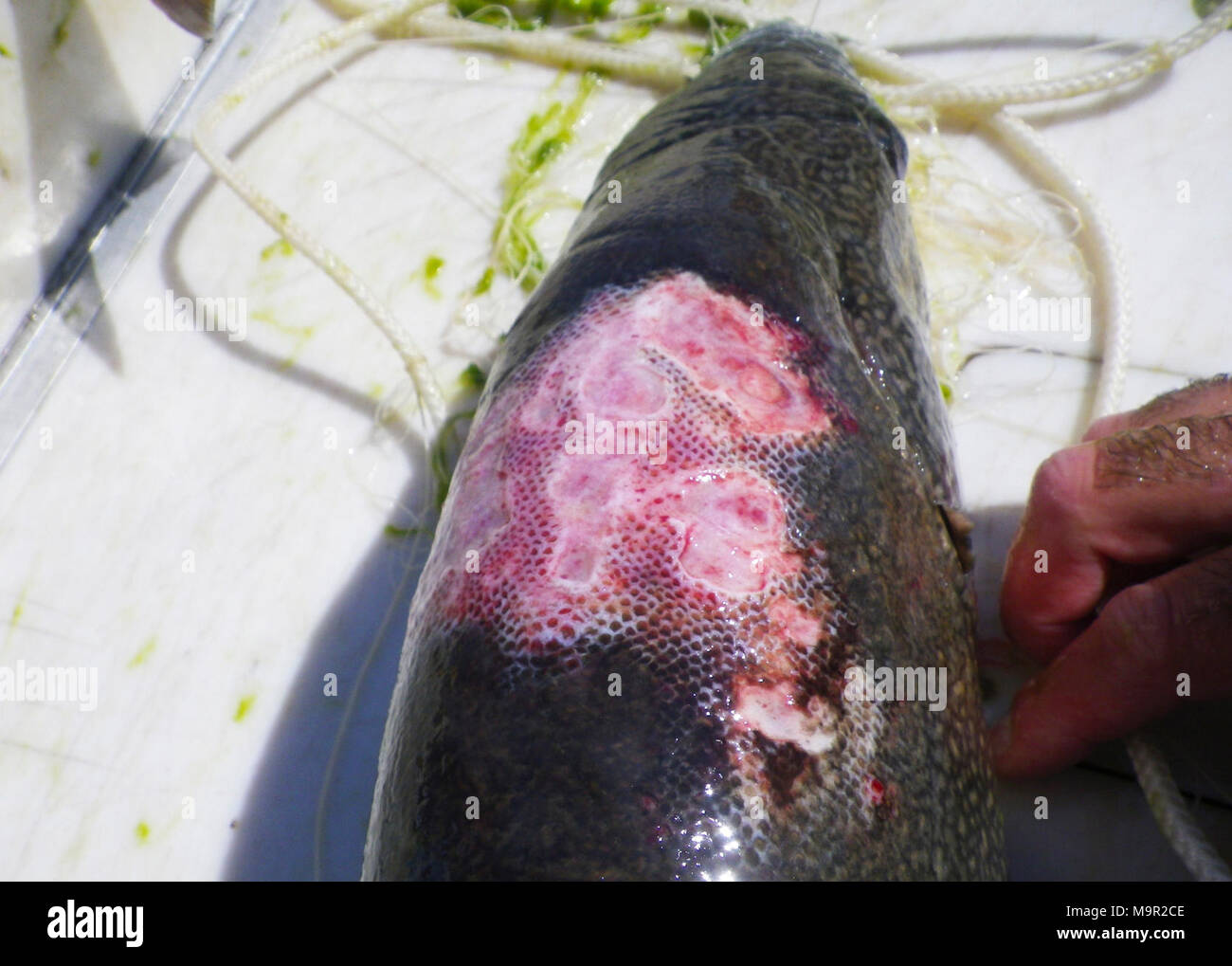 Trota di lago con grave lampreda di mare ferite. Trota di lago con grave lampreda di mare ferite Foto Stock