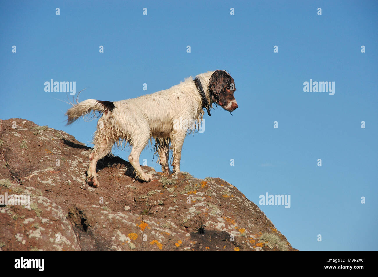 Una springer spaniel cane su rocce costiere. Foto Stock