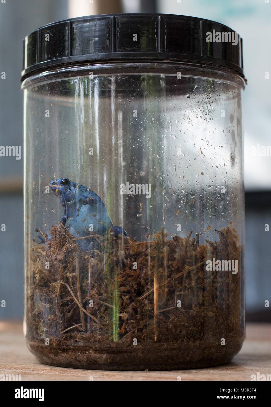 Un veleno blu rana dart in un vaso. Foto Stock