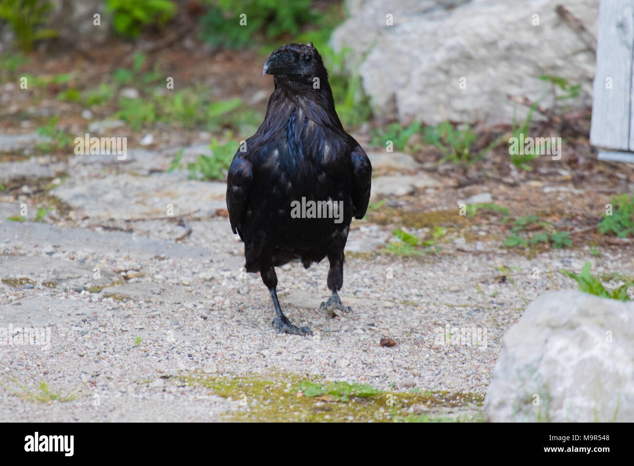 Comune di Corvo imperiale Corvus corax mangiare dragonfly in Northwest Territories NWT Canada Foto Stock
