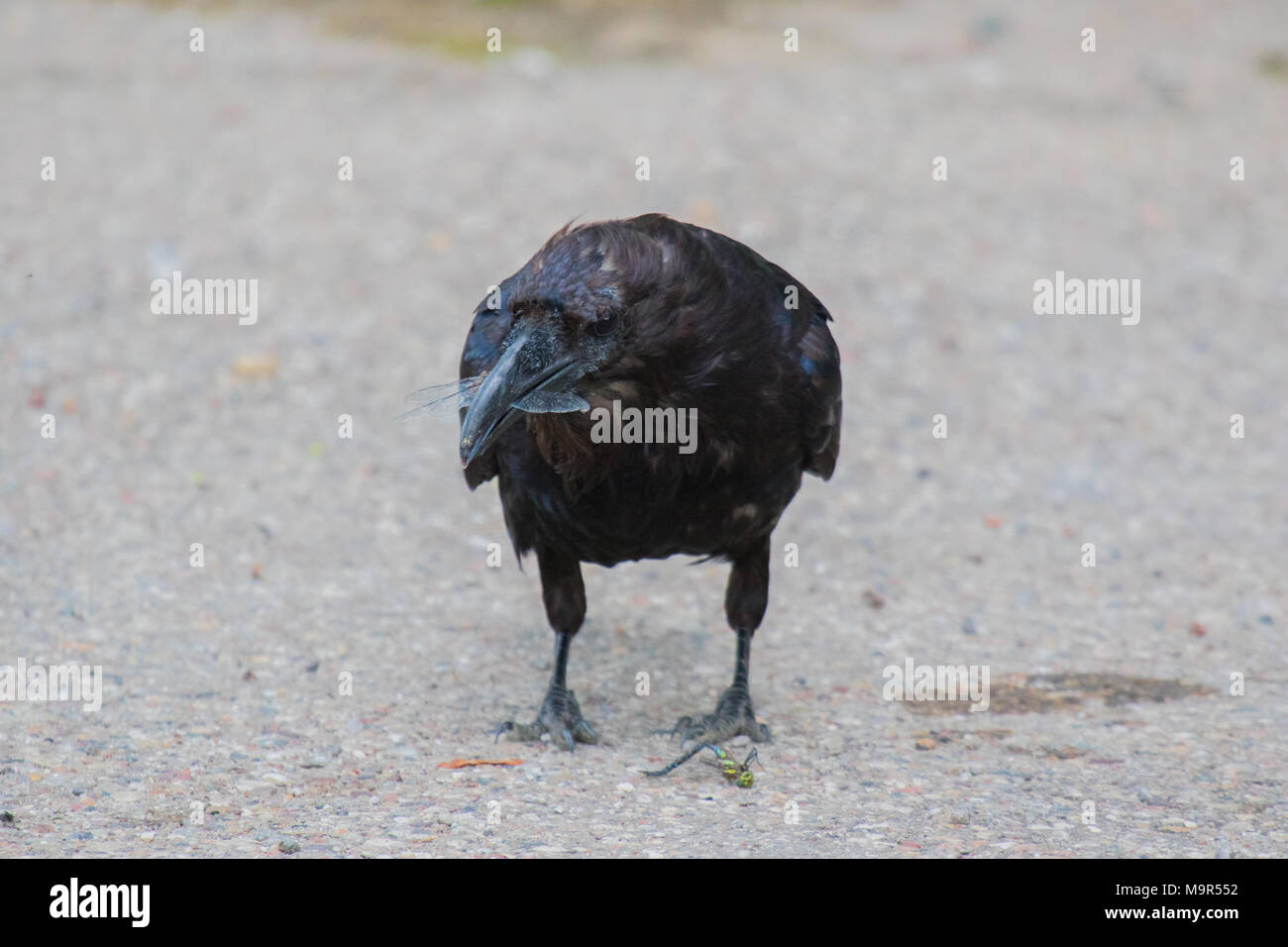 Comune di Corvo imperiale Corvus corax mangiare dragonfly in Northwest Territories NWT Canada Foto Stock