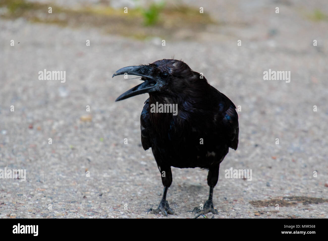 Comune di Corvo imperiale Corvus corax mangiare dragonfly in Northwest Territories NWT Canada Foto Stock