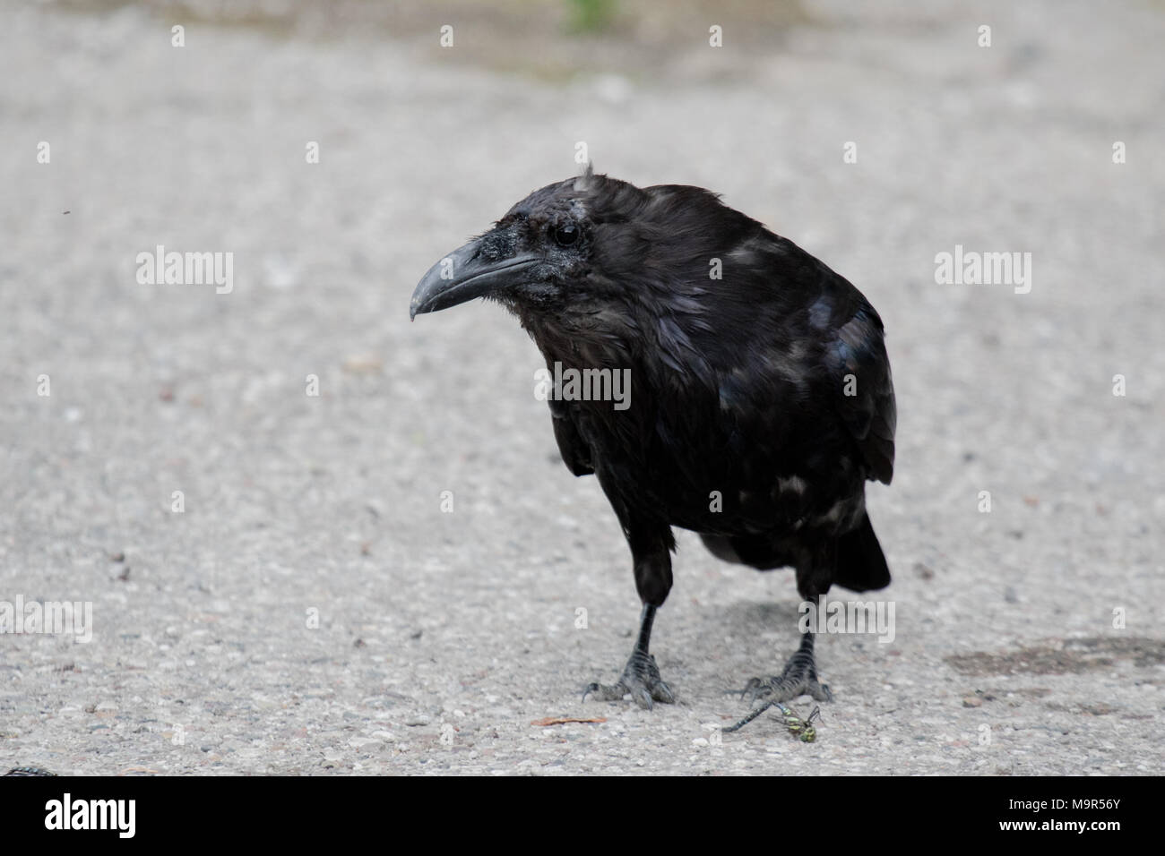 Comune di Corvo imperiale Corvus corax mangiare dragonfly in Northwest Territories NWT Canada Foto Stock