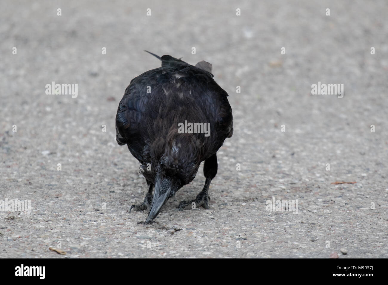 Comune di Corvo imperiale Corvus corax mangiare dragonfly in Northwest Territories NWT Canada Foto Stock