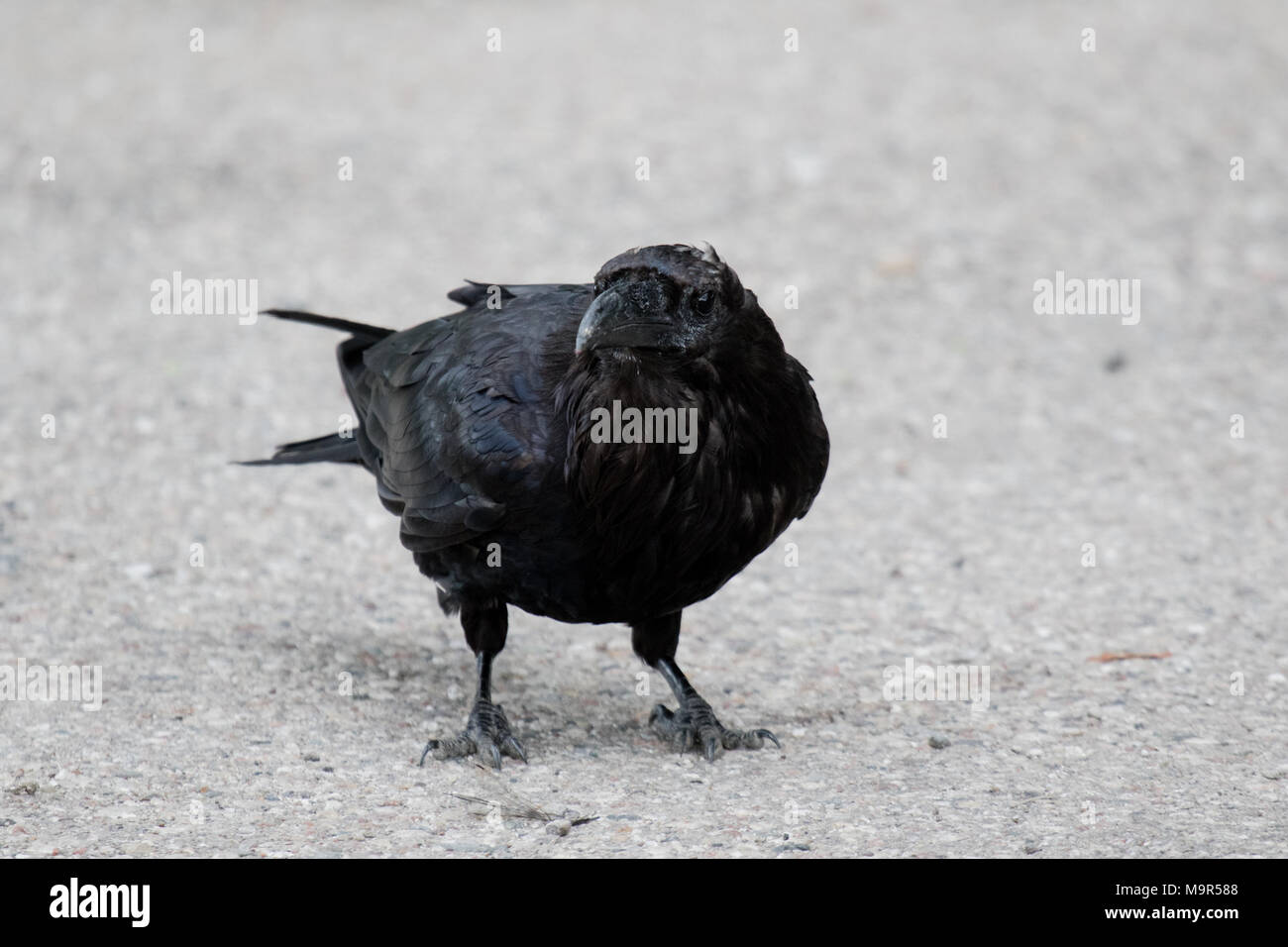 Comune di Corvo imperiale Corvus corax mangiare dragonfly in Northwest Territories NWT Canada Foto Stock