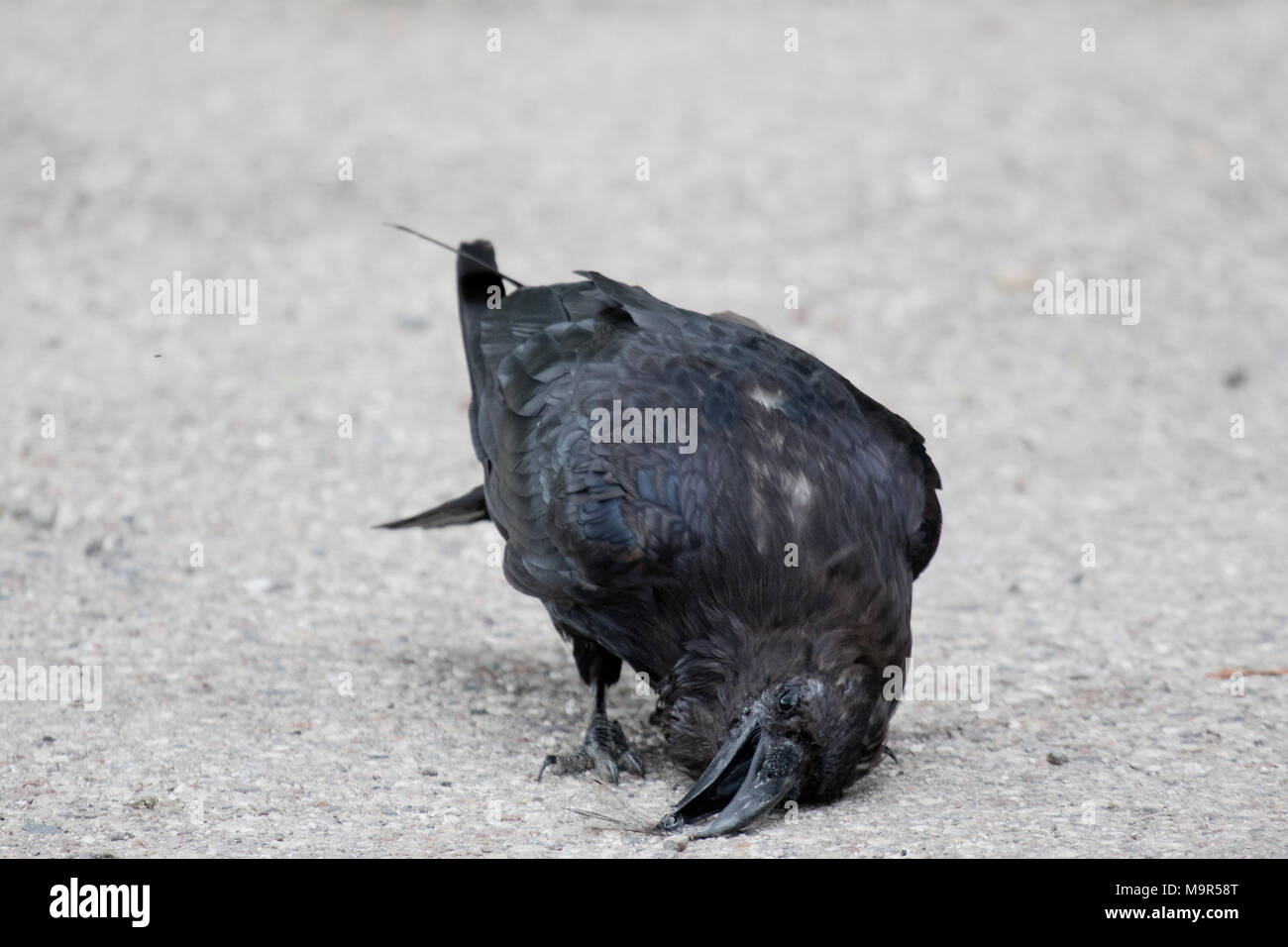 Comune di Corvo imperiale Corvus corax mangiare dragonfly in Northwest Territories NWT Canada Foto Stock