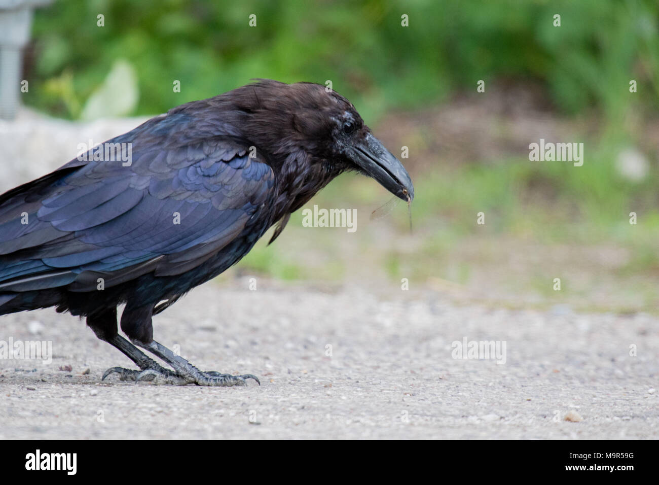 Comune di Corvo imperiale Corvus corax mangiare dragonfly in Northwest Territories NWT Canada Foto Stock