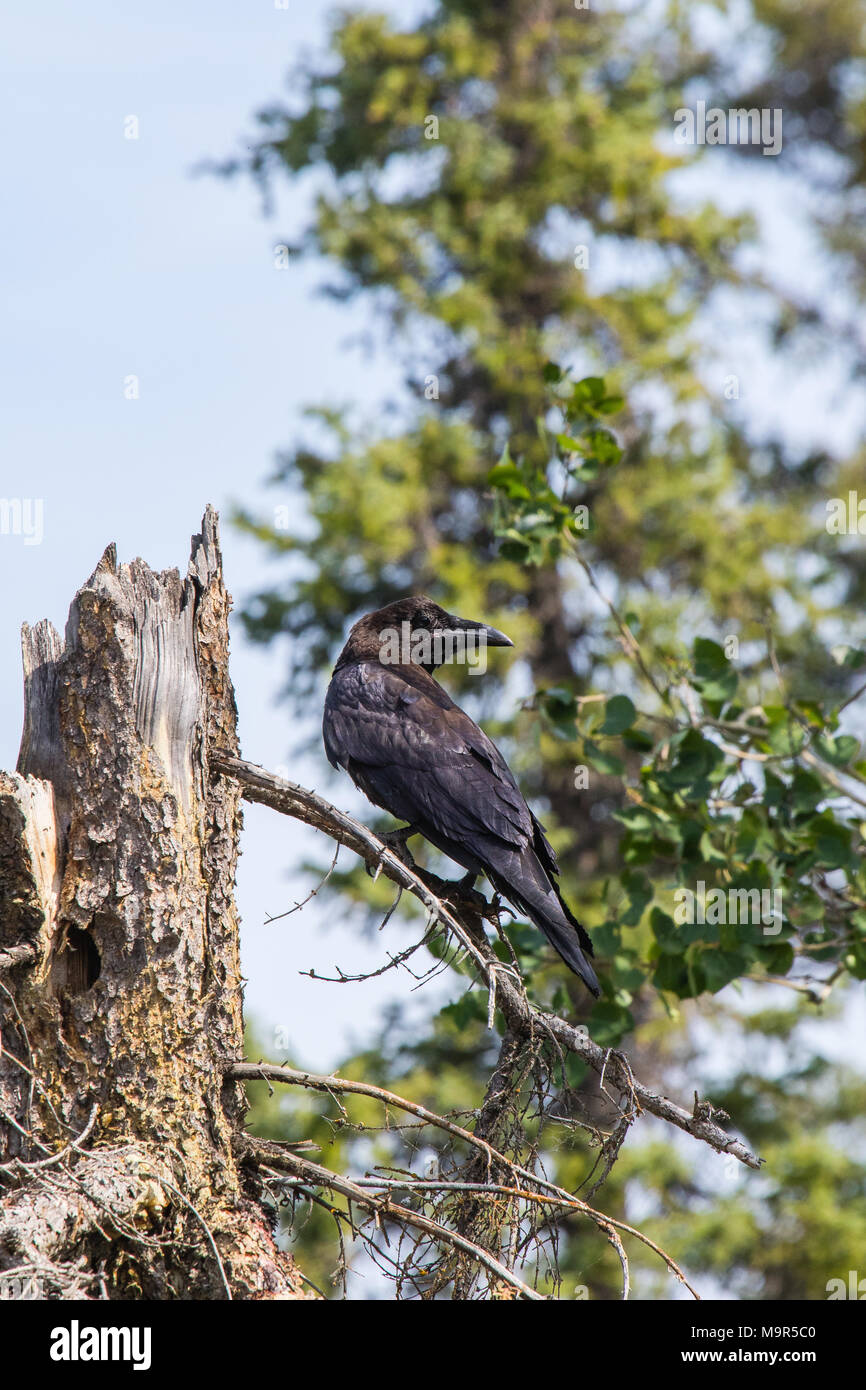 Comune di Corvo Imperiale (Corvus corax) in Northwest Territories NWT del Canada Foto Stock