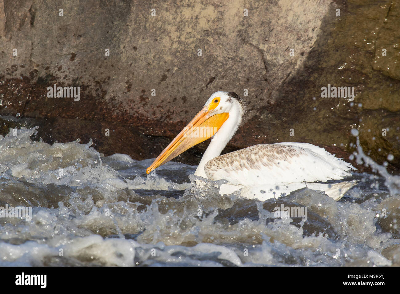 Grande bianco pellicani (Pelecanus onocrotalus) volare sopra al Nord canadese per l'accoppiamento al fiume Slave, Pelican Rapids, Ft. Smith, Territori del Nord Ovest Foto Stock