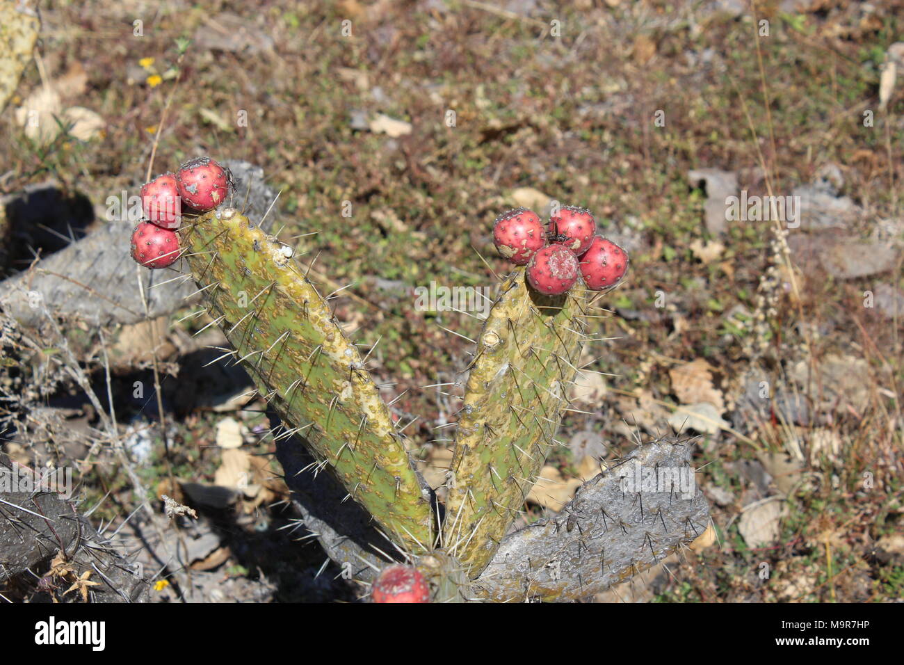 Ixpantepec nieves oaxaca Foto Stock