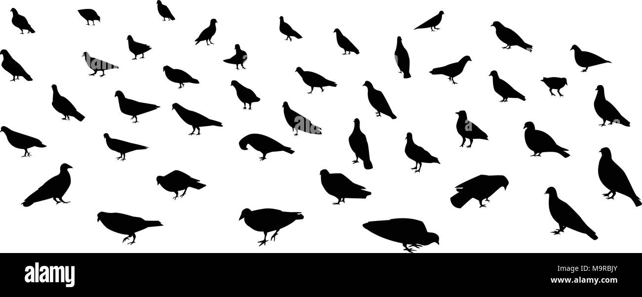 Gruppo di colomba a piedi e piccione in silhouette, arte vettoriale Illustrazione Vettoriale