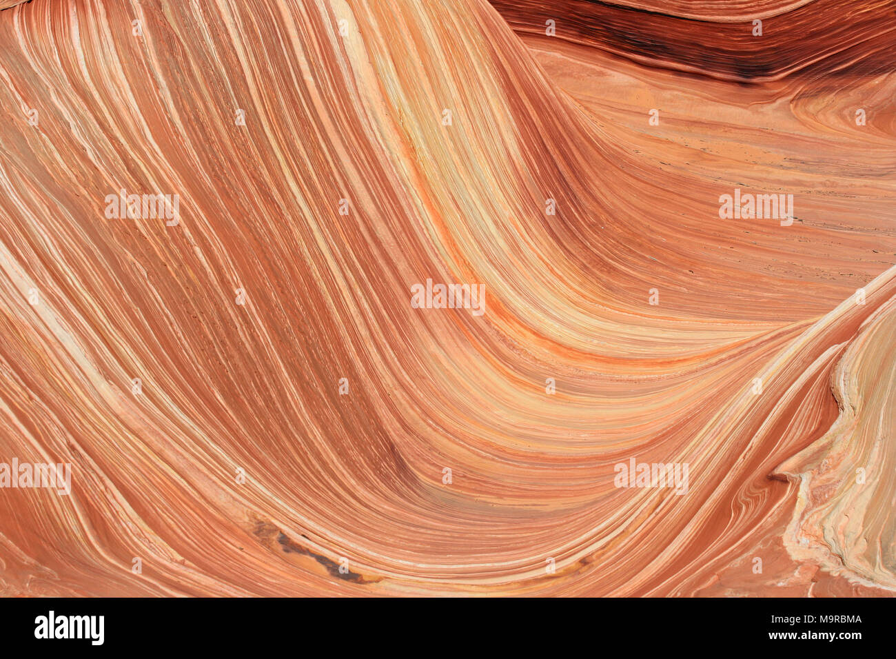 L'Onda, Coyote Butte Nord, Arizona Foto Stock