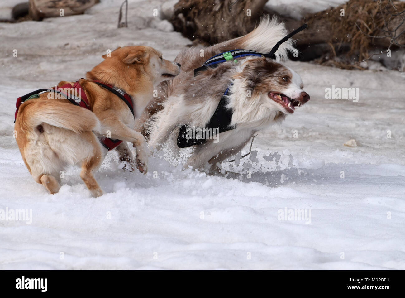 Due cani impegnati in un gioco di caccia. Foto Stock