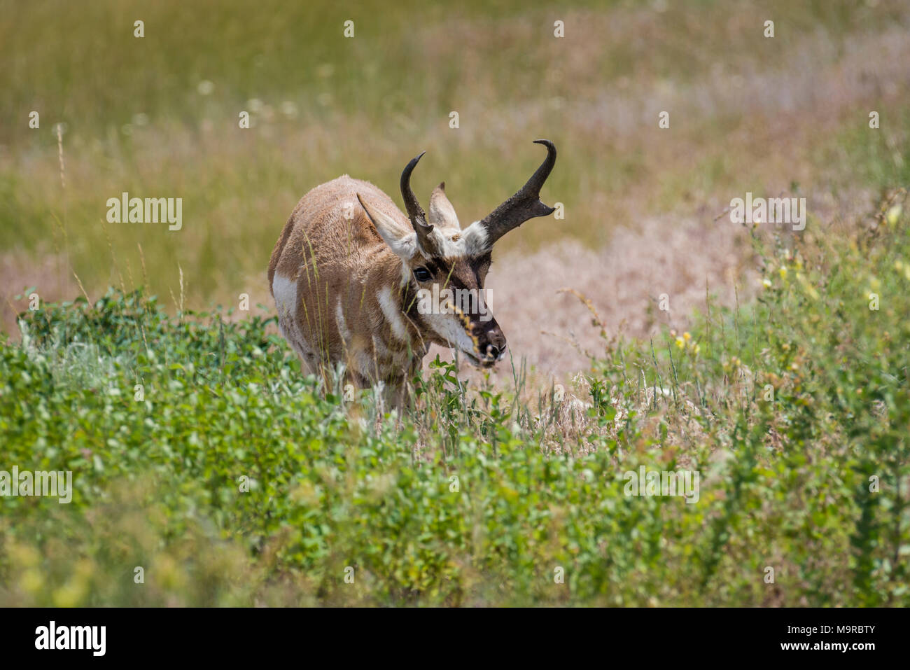 Pronghorn maschio il pascolo in un prato all'interno della National Bison Range, Montana, USA Foto Stock