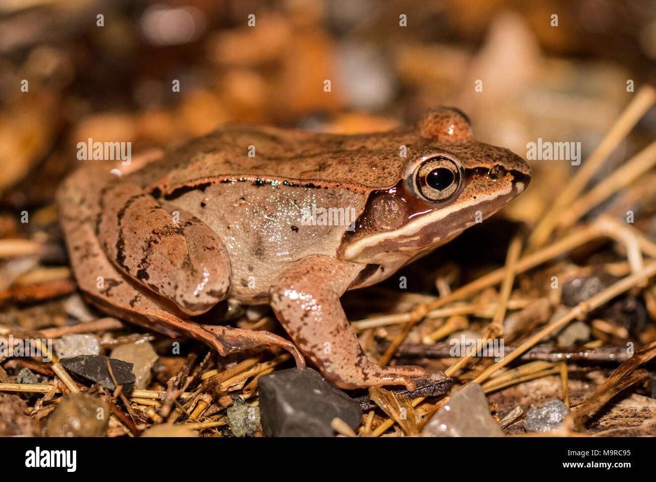 Un maschio di rana in legno per la migrazione a un allevamento di primavera - stagno Rana sylvatica Foto Stock
