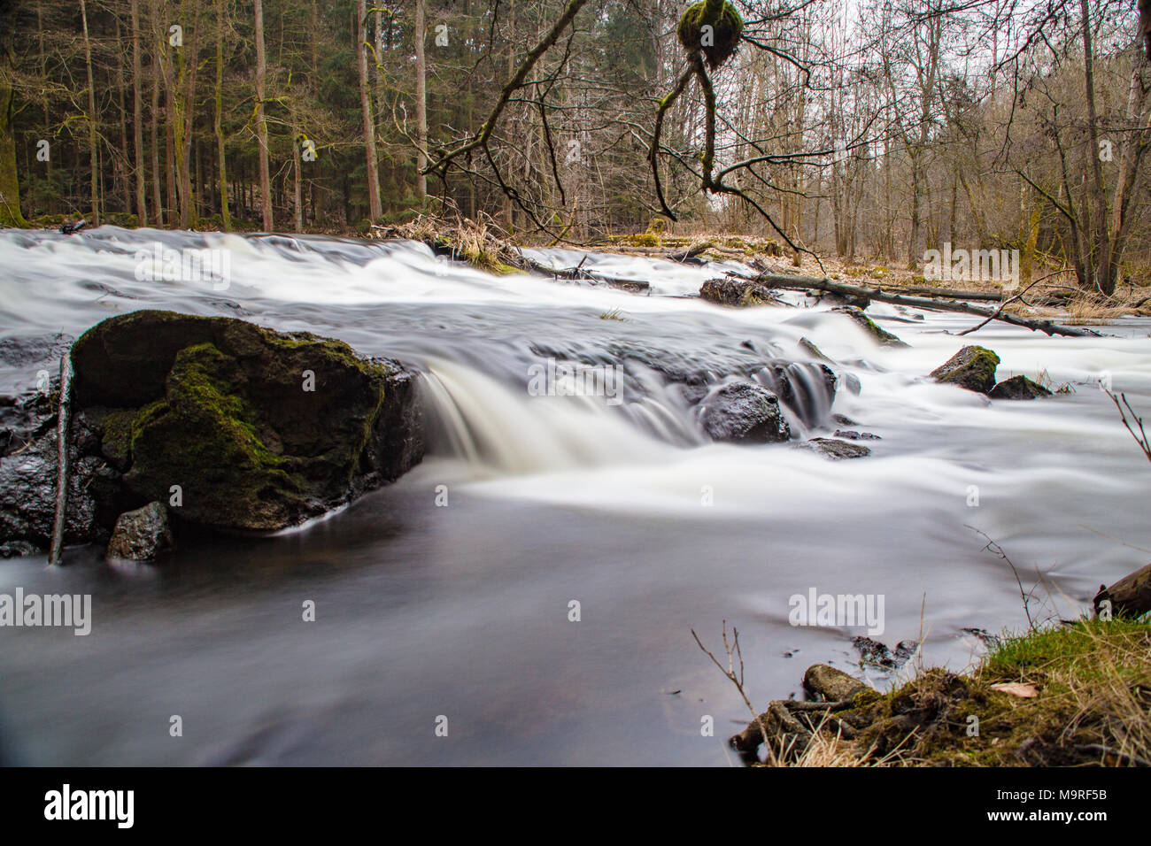 Fiume nella foresta Foto Stock