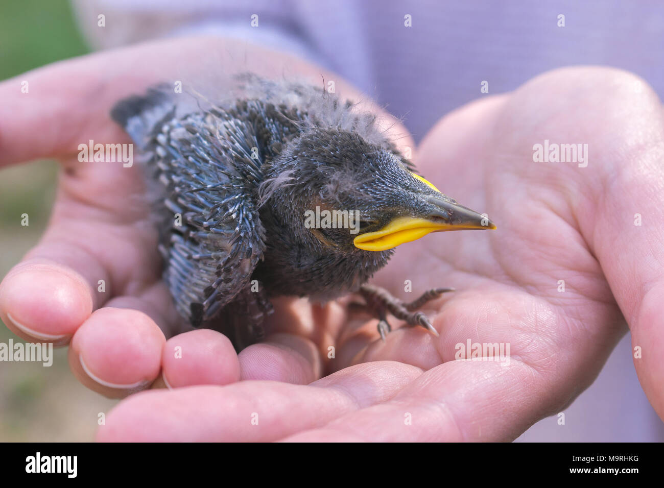 Palme umana tenendo immerso bambino uccello, soccorso fauna selvatica Foto Stock