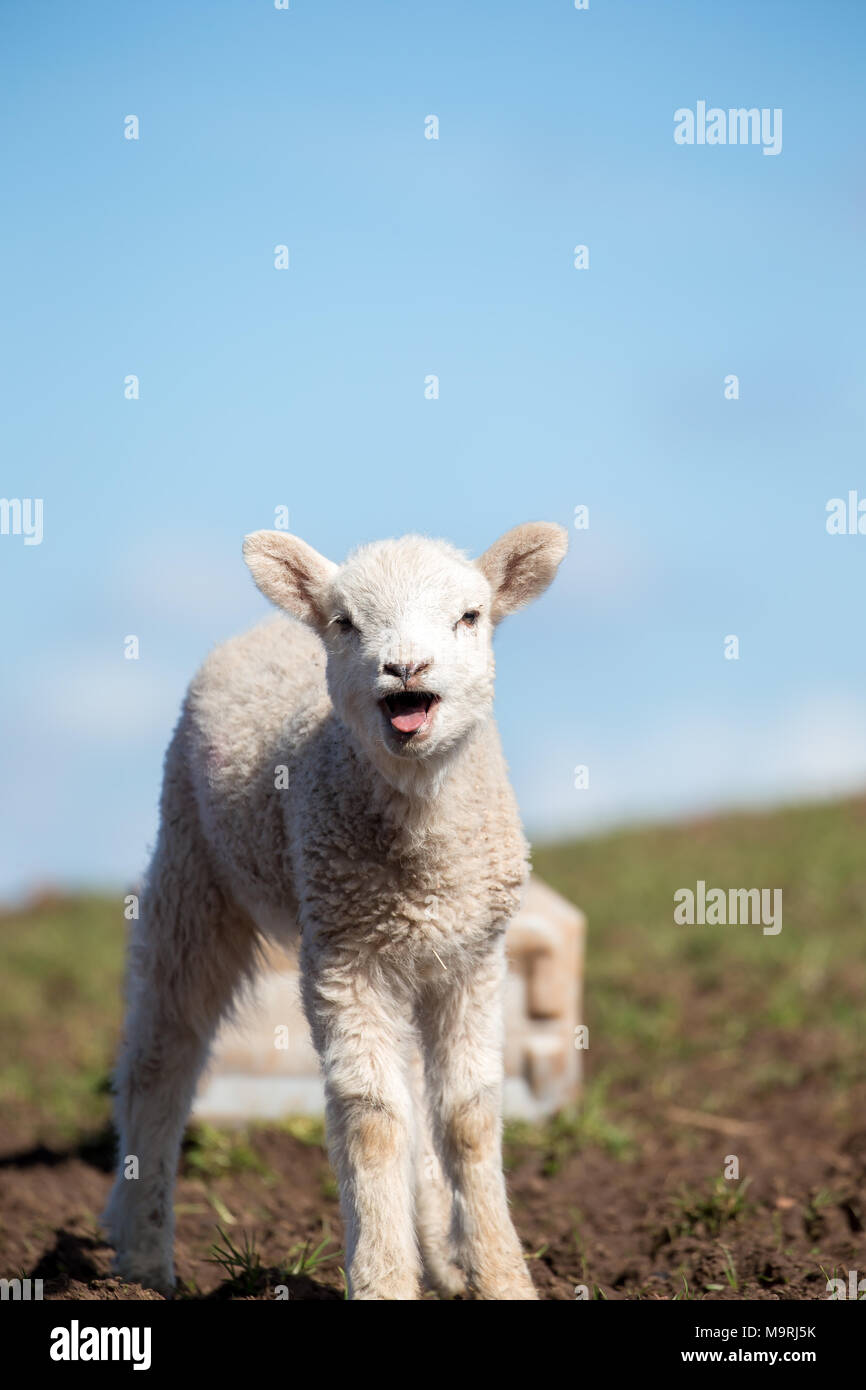 Ritratto Dettagliato close up carino, solitaria, neonato Agnello che stava in piedi sul pendio erboso bocca aperta, la linguetta sporgente, belati per la mamma. L'agricoltura britannica. Foto Stock