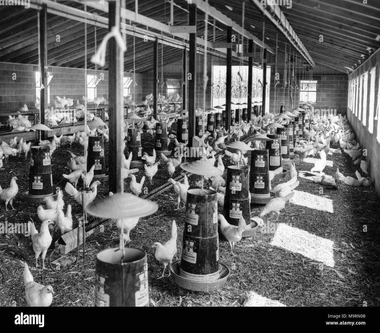 Fattoria di pollo, Pennsylvania, 70s Foto Stock