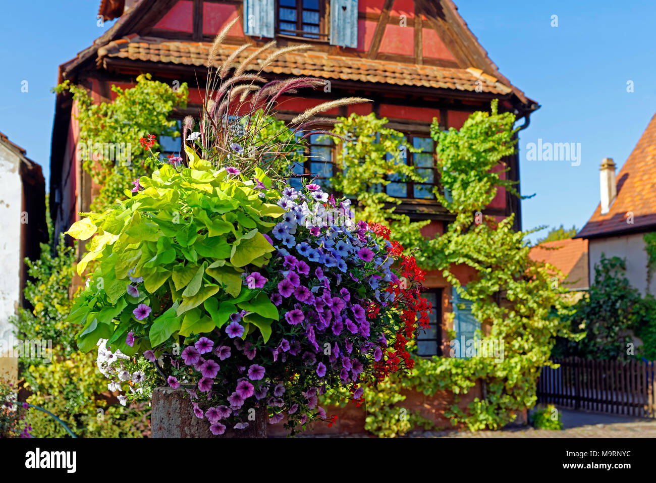 L'Europa, Francia, Reno, Bas (Alsazia), il castello bianco, Wissembourg, Faubourg de Bitche, fiori, casa, tipicamente, architettura, edilizia, historicall Foto Stock