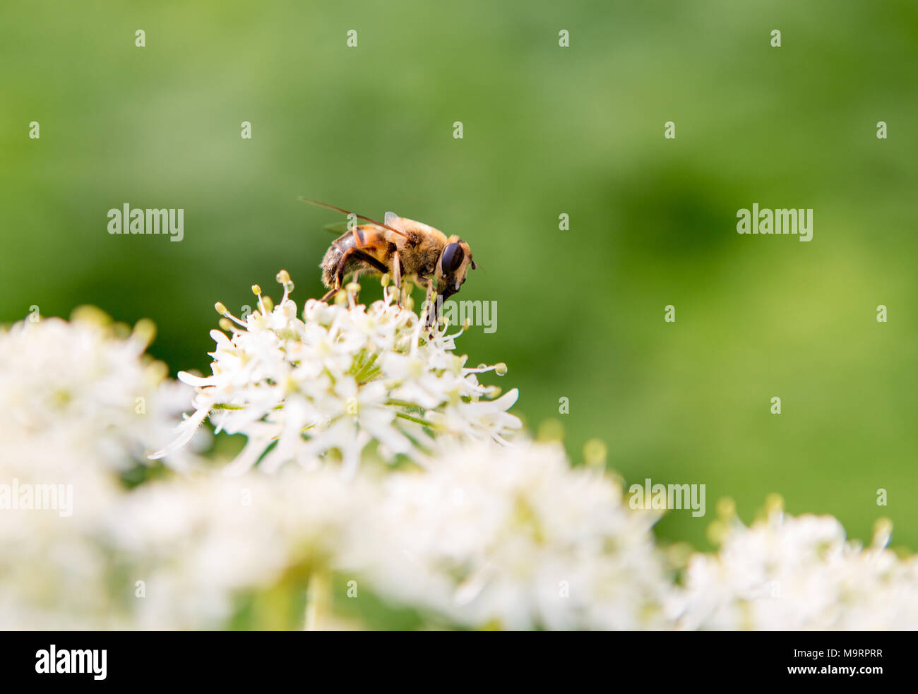 Il miele delle api su un bianco e giallo fiore con un fuori fuoco natura verde dello sfondo. Foto Stock