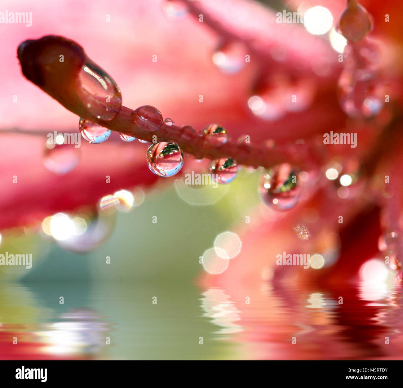 Gigli rosa dopo la pioggia con gocce di acqua, fuoco selettivo, macro. Foto riflessione migliorata in acqua Foto Stock