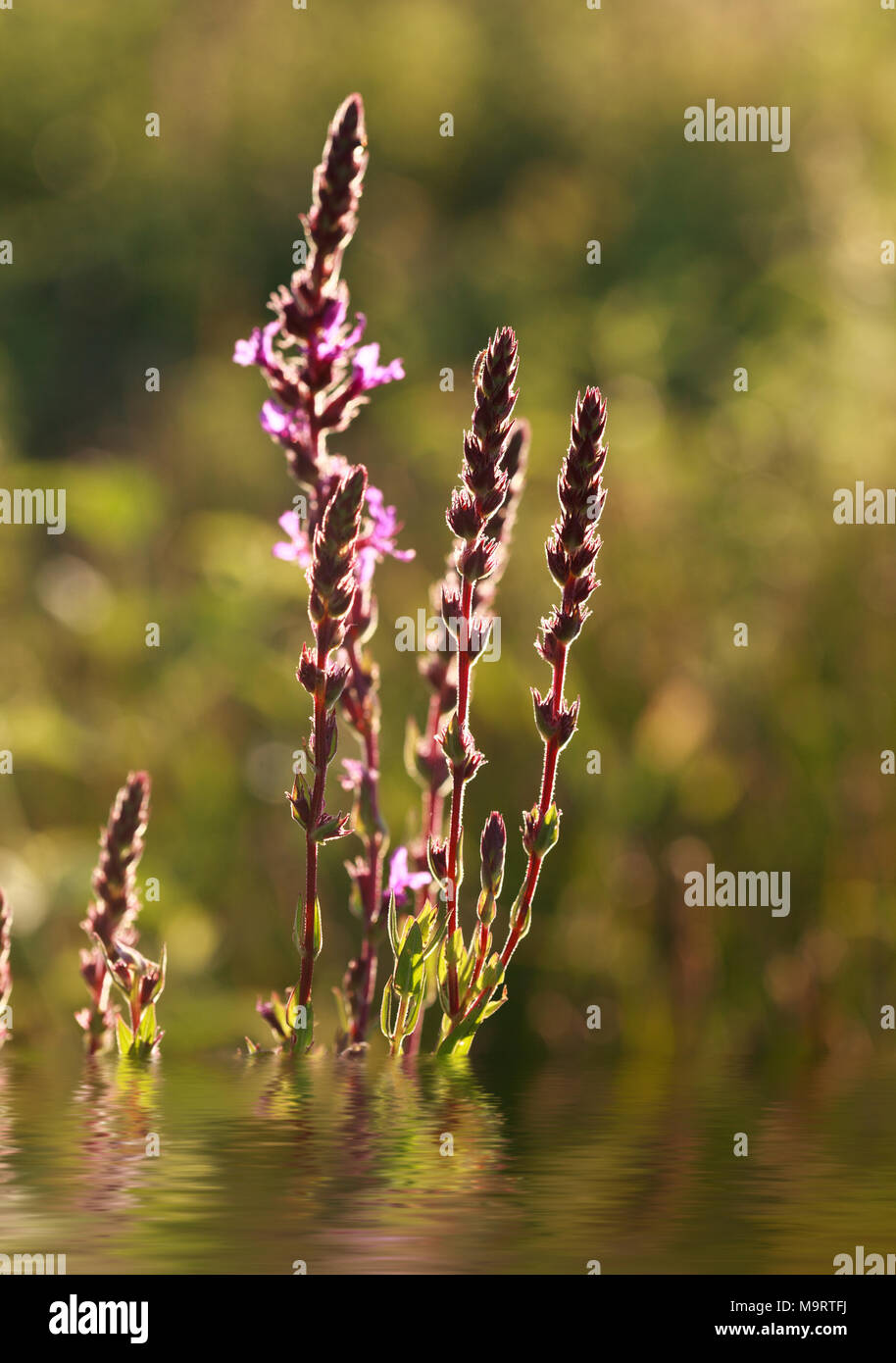 Wild Blue Vervain (Verbena Hastata) fiore al tramonto, il fuoco selettivo su alcuni rami. Foto migliorata dall'acqua con la riflessione Foto Stock