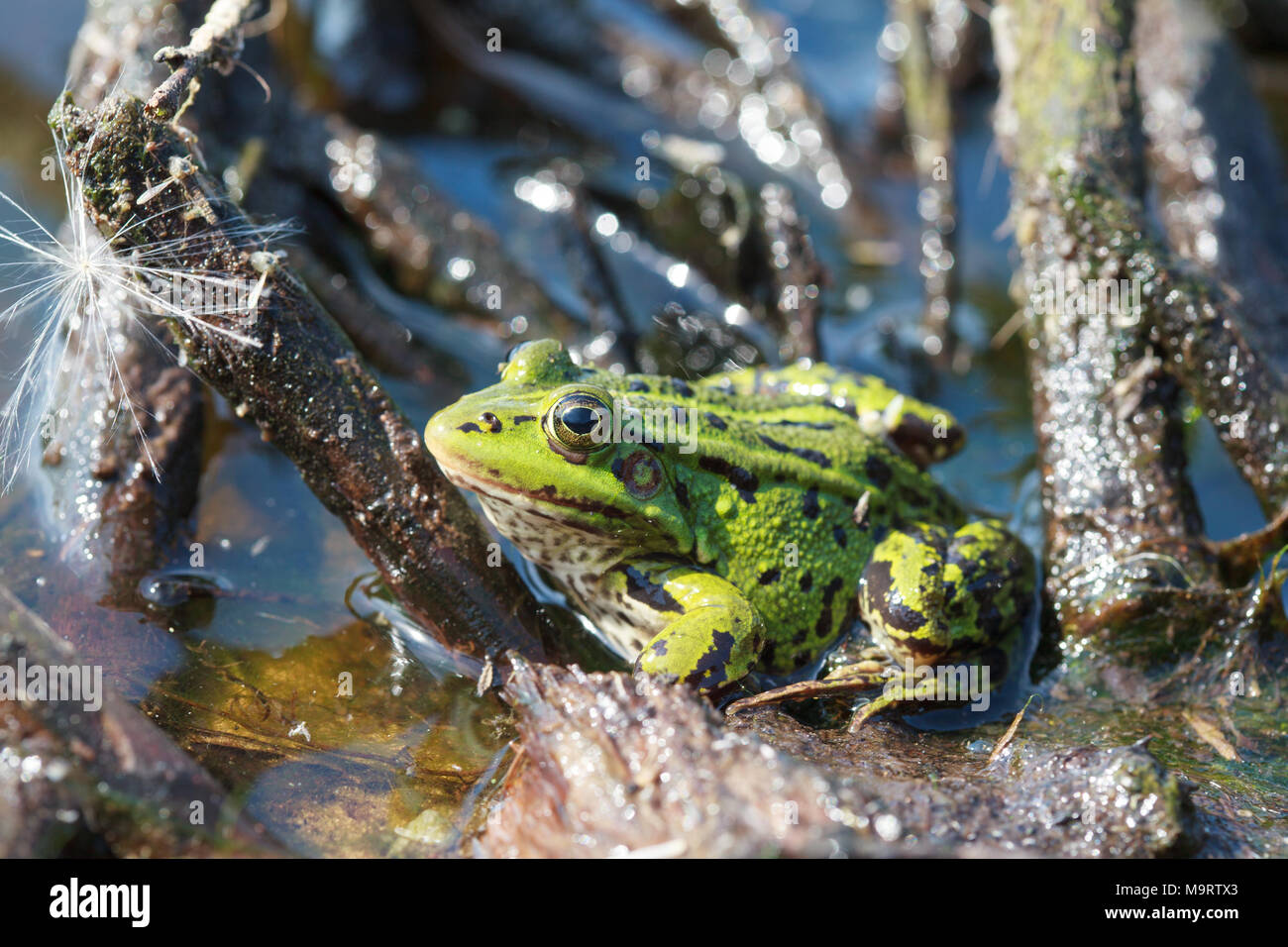 Capo verde acqua (rana Rana lessonae), vicino il fuoco selettivo sulla testa Foto Stock