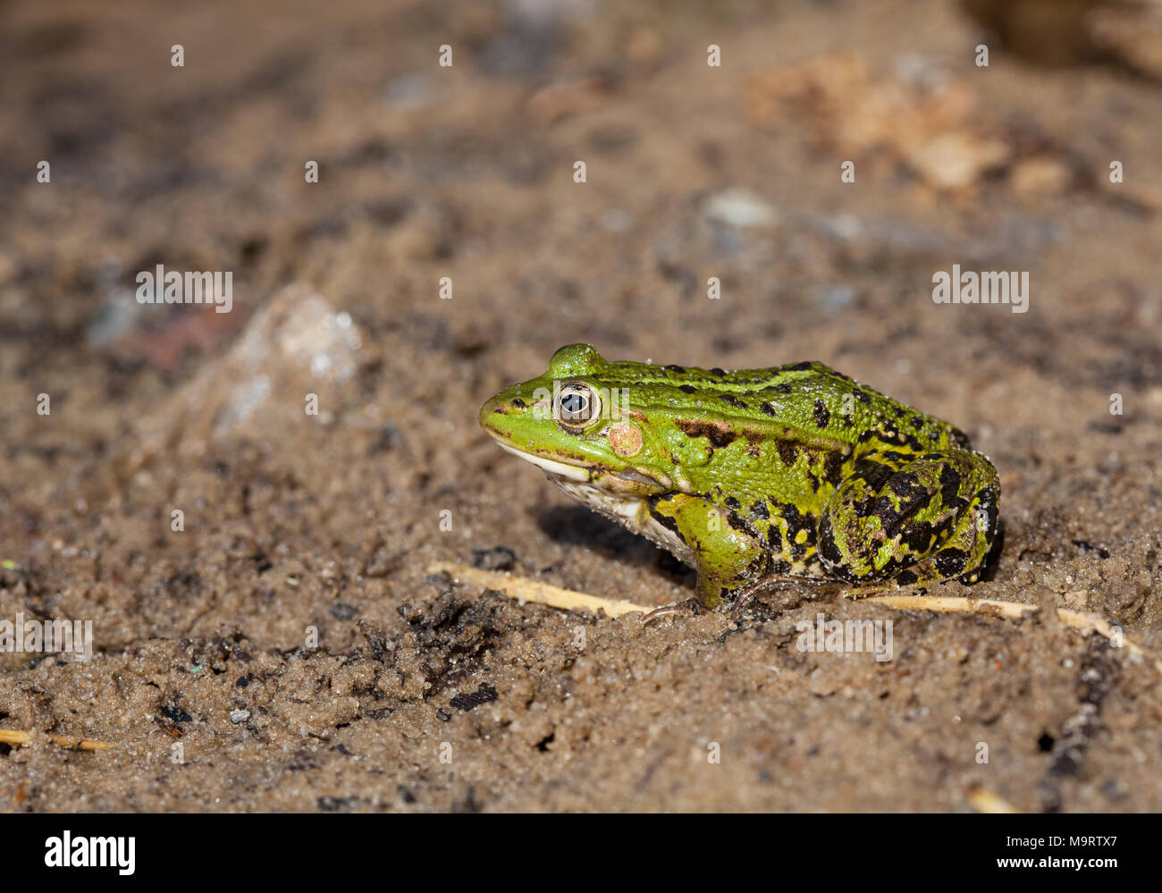 Capo verde acqua (rana Rana lessonae), vicino il fuoco selettivo sulla testa Foto Stock