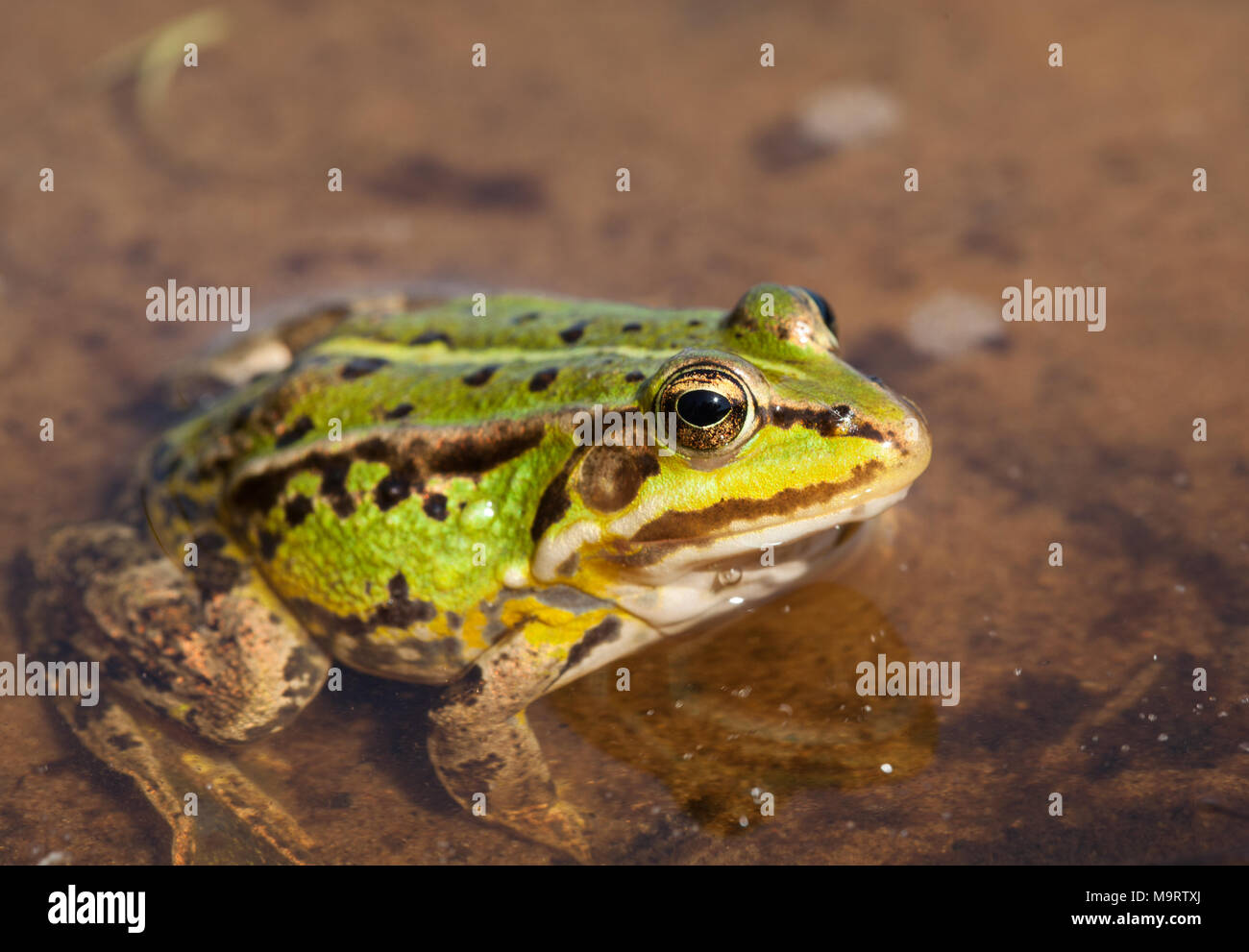 Capo verde acqua (rana Rana lessonae), vicino il fuoco selettivo sulla testa Foto Stock