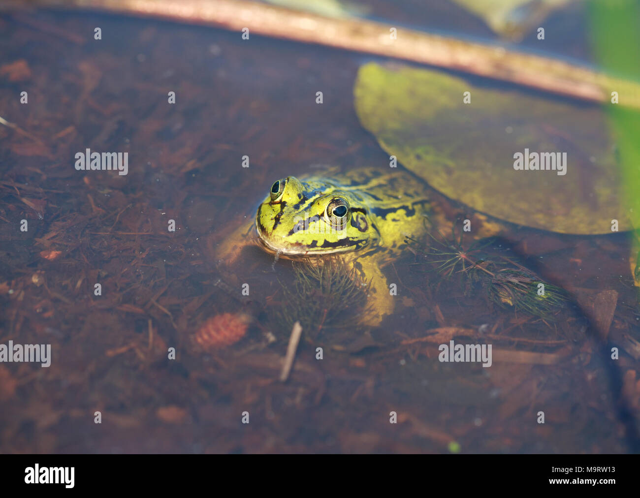 Capo verde acqua (rana Rana lessonae) nell'acqua, vicino il fuoco selettivo sulla testa Foto Stock