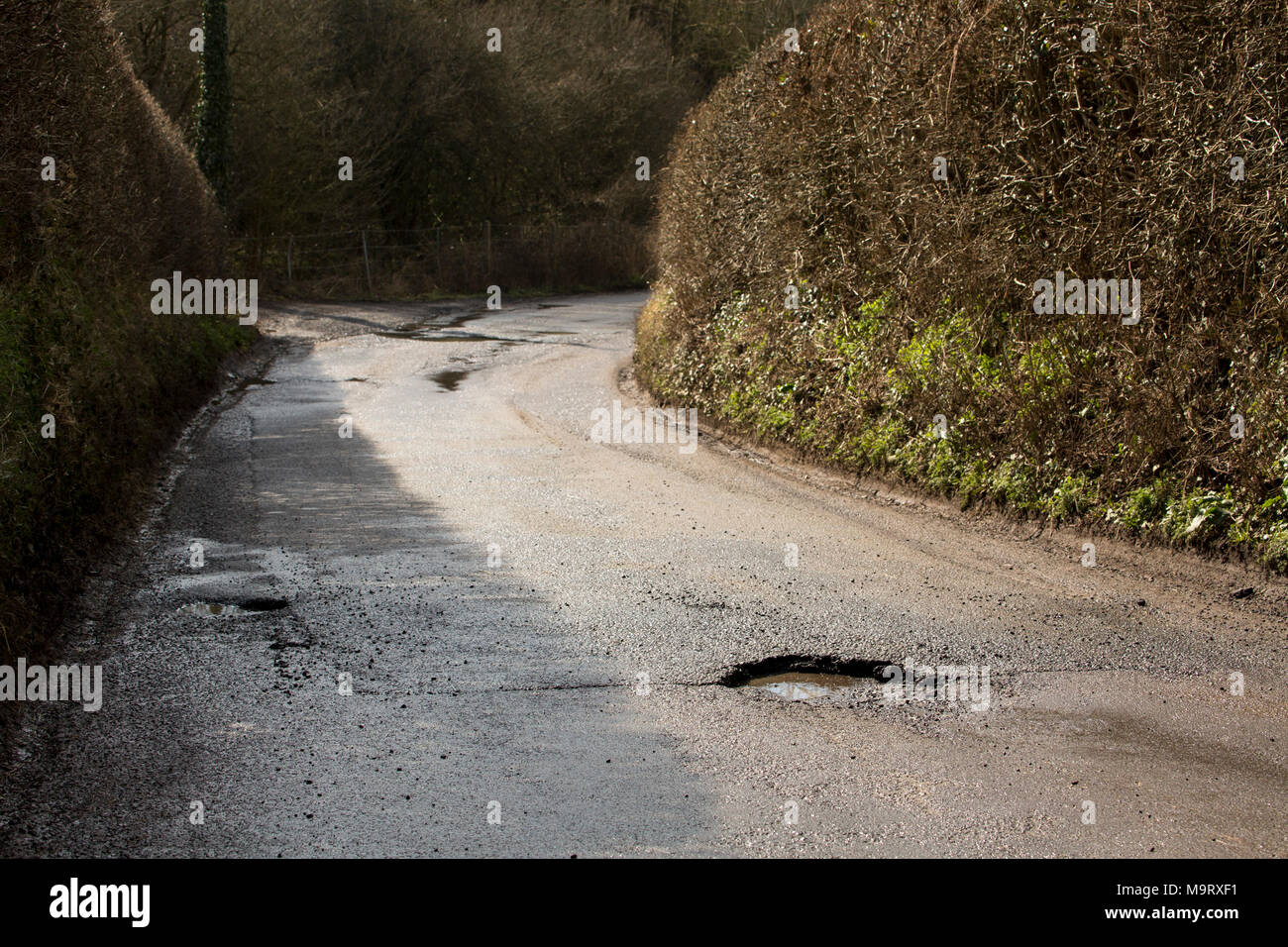 Buche che hanno sviluppato su sentieri di campagna a nord di Dorset Regno Unito Foto Stock