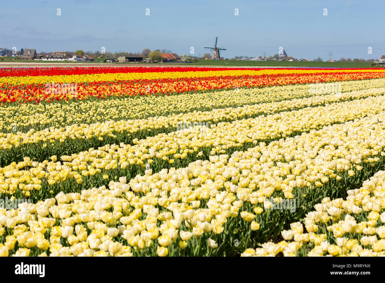 I campi con bianco, rosso e tulipani gialli nei Paesi Bassi. E il Lisserpoelmolen dal 1676 Foto Stock