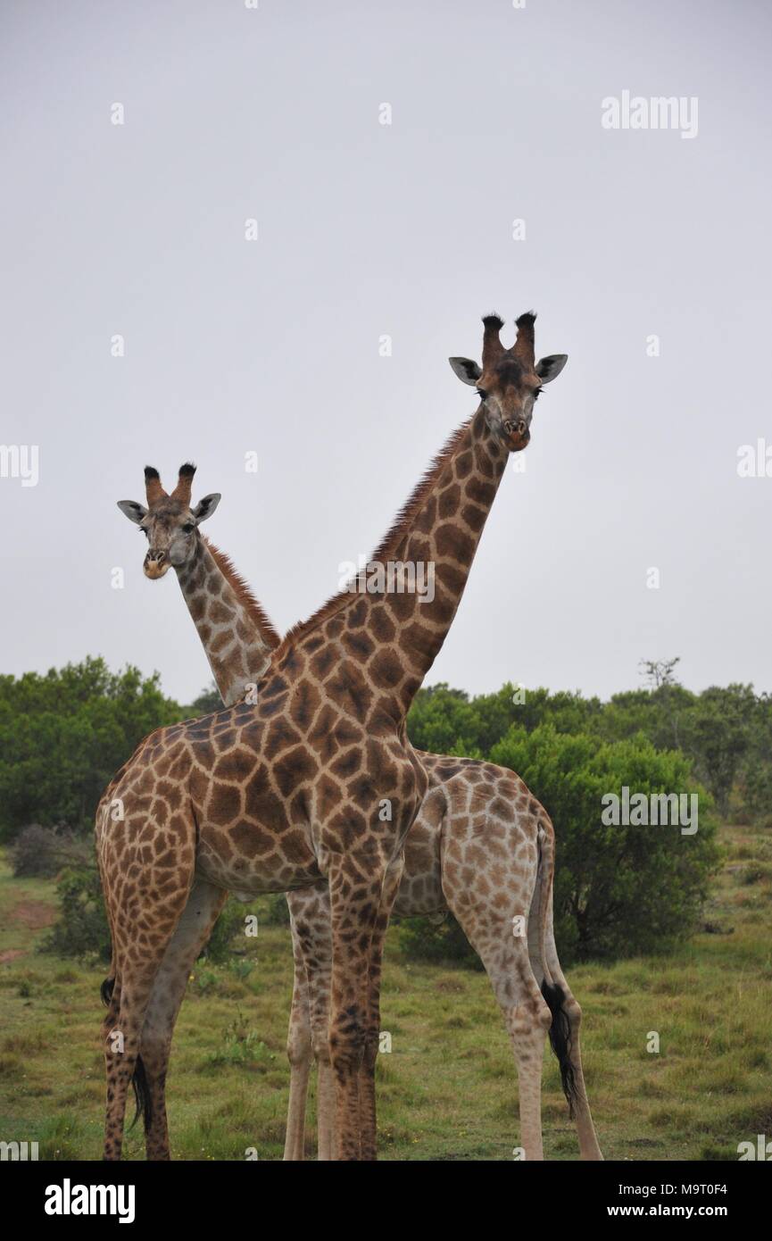 Le giraffe in Sud Africa Foto Stock