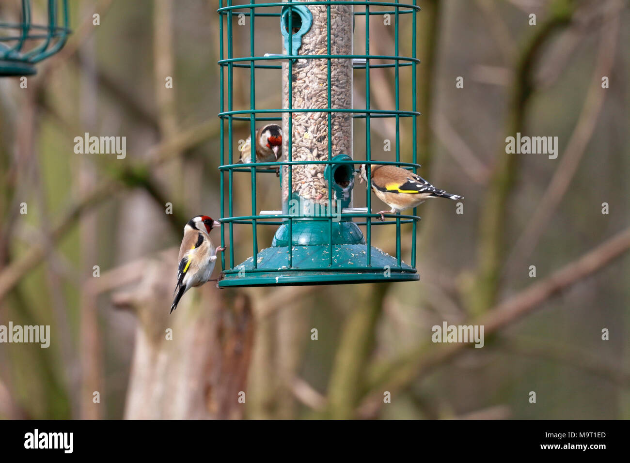 Cardellini, Carduelis carduelis alimentando ad un alimentatore di sementi, Inghilterra, Regno Unito. Foto Stock