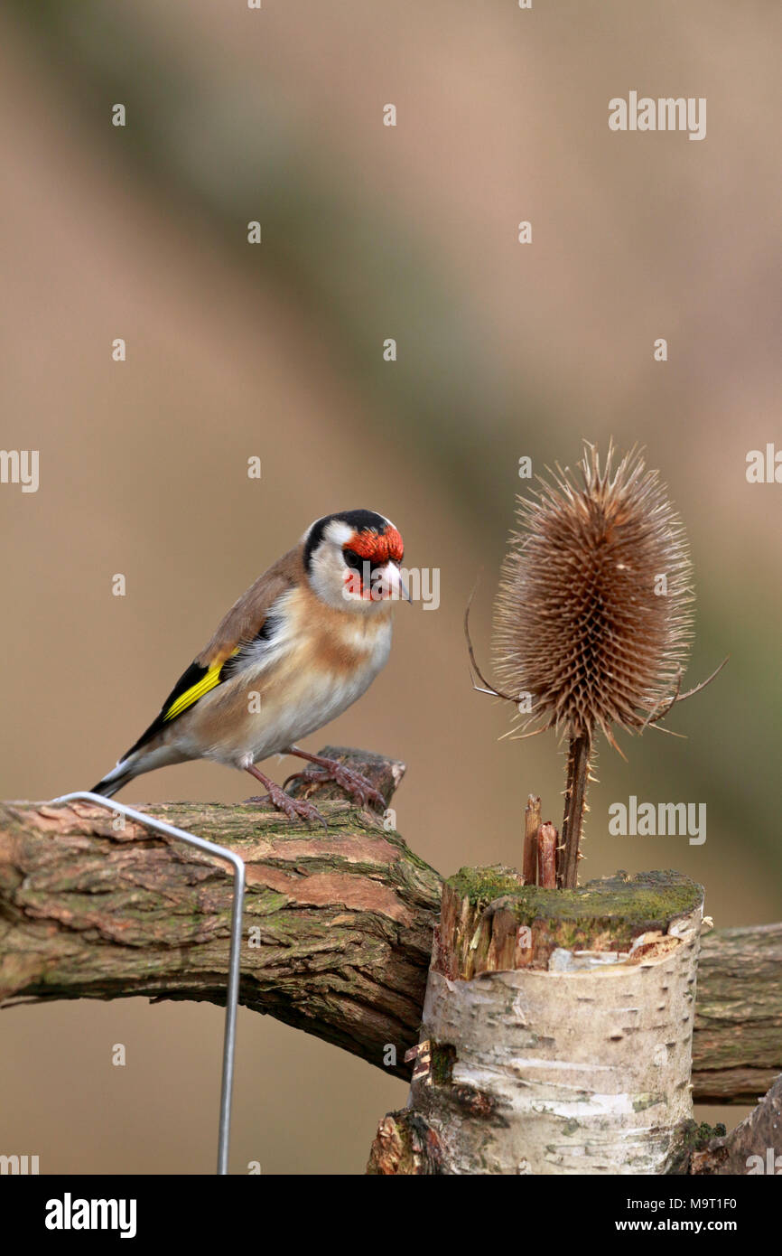 Maschio adulto cardellino, Carduelis carduelis alimentando ad una teasel, Inghilterra, Regno Unito. Foto Stock