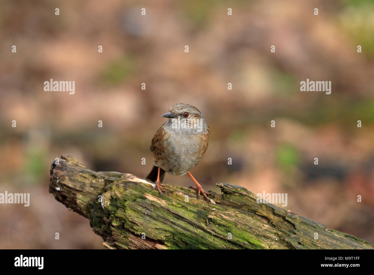 Europeo femminile robin, Erithacus rubecula, appollaiato su un registro di decadimento, Inghilterra, Regno Unito. Foto Stock