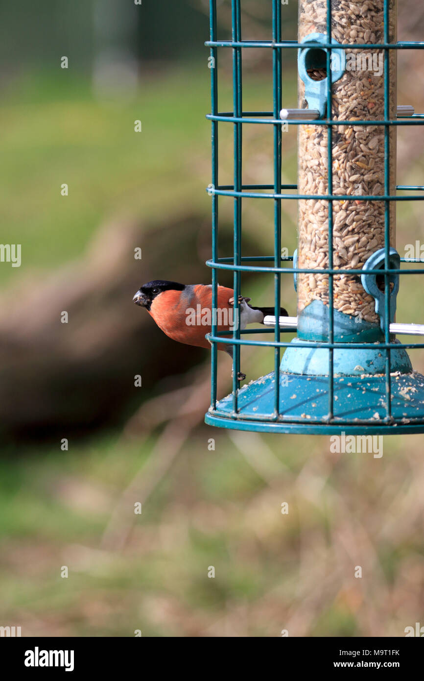 Maschio adulto Bullfinch, Pyrrhula pyrrhula alimentando ad un bird feeder, Inghilterra, Regno Unito. Foto Stock