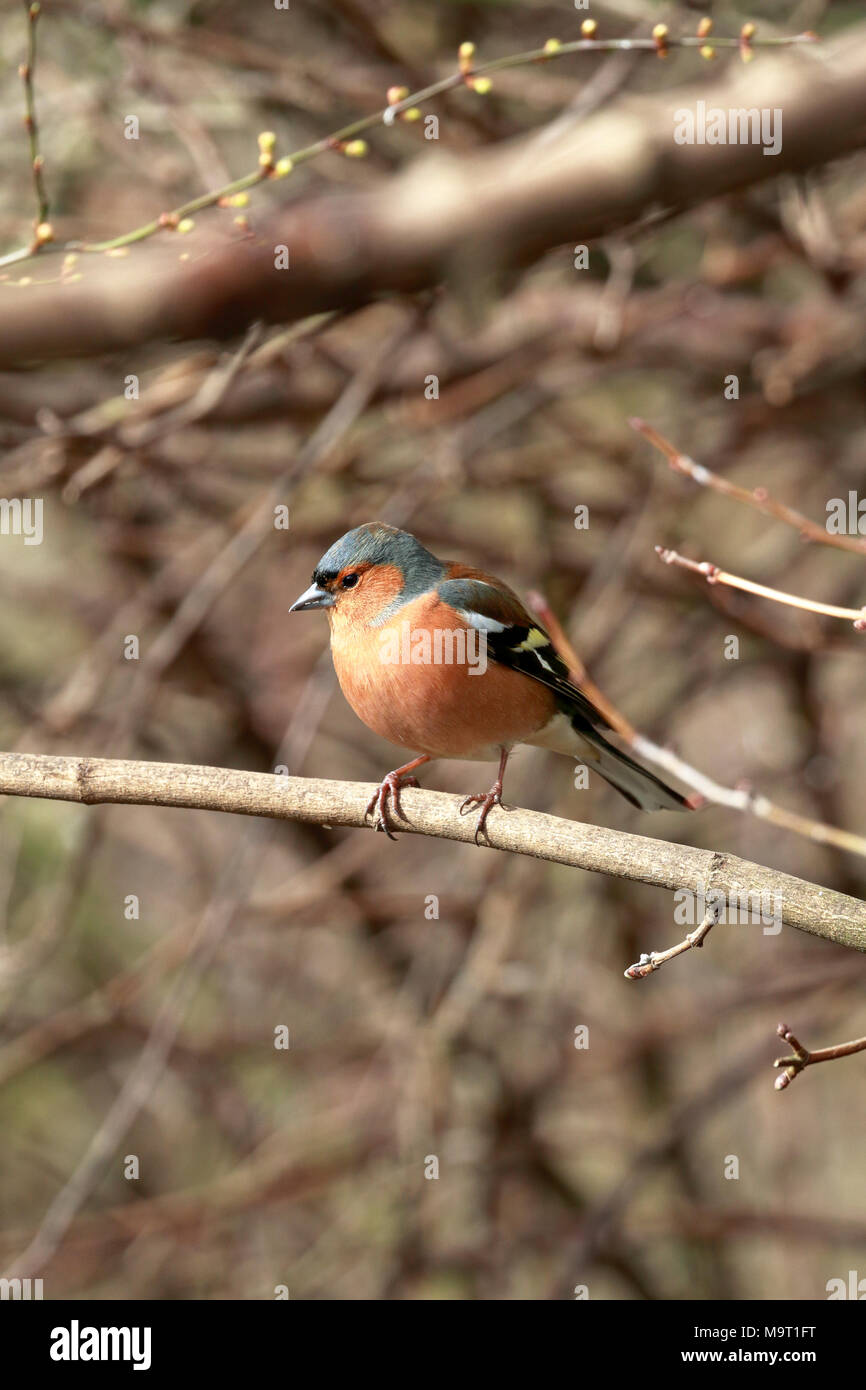 Maschio adulto fringuello, Fringilla coelebs in undergrowthl, Inghilterra, Regno Unito. Foto Stock