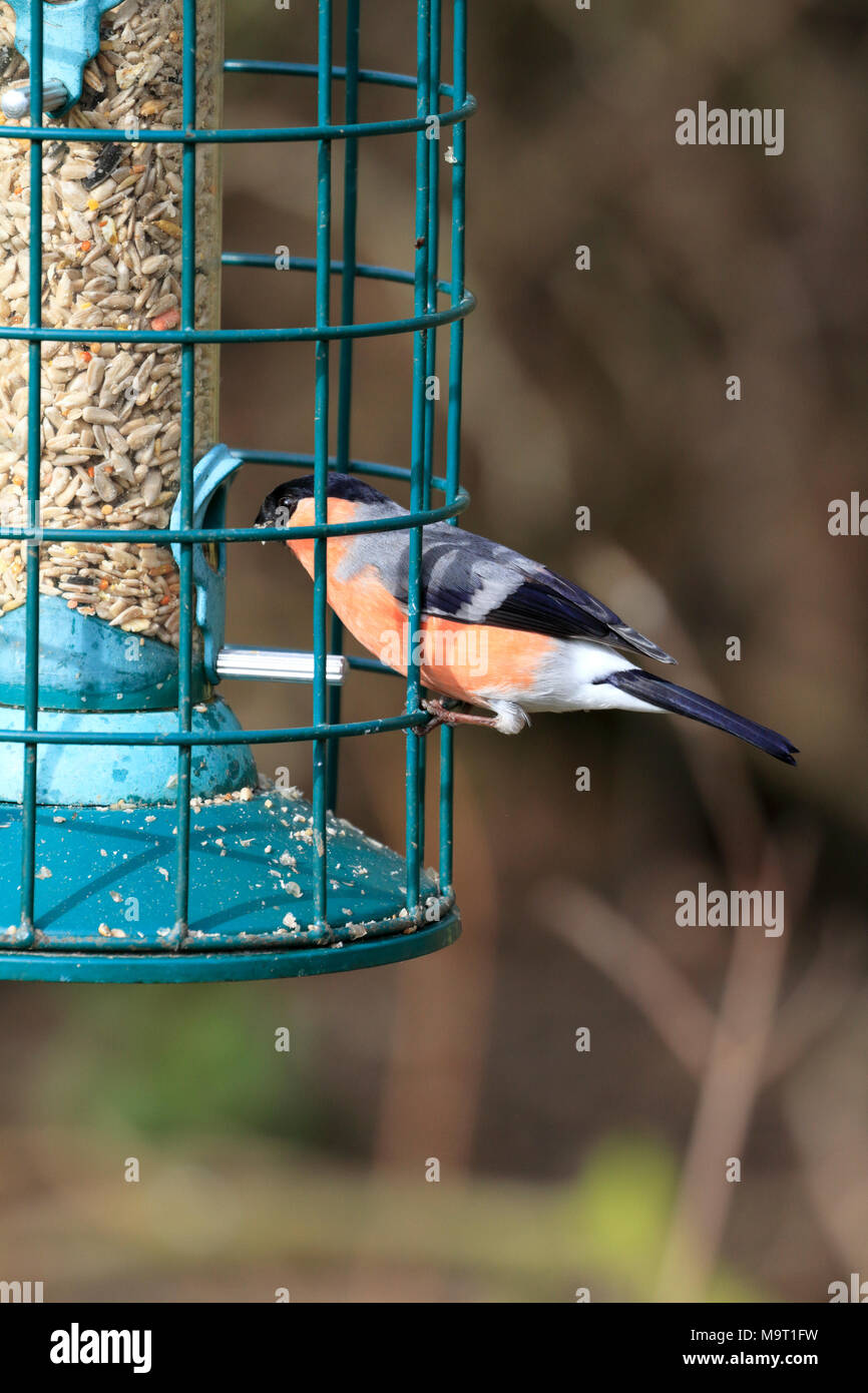 Bullfinch, Pyrrhula pyrrhula alimentando ad un alimentatore di sementi, Inghilterra, Regno Unito. Foto Stock