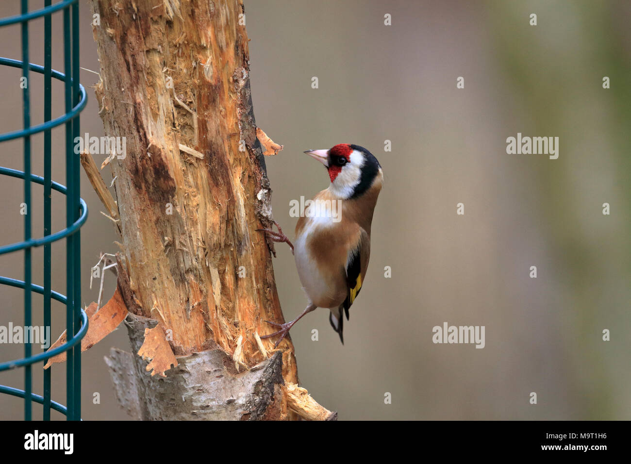 Maschio adulto cardellino, Carduelis carduelis, Inghilterra, Regno Unito. Foto Stock