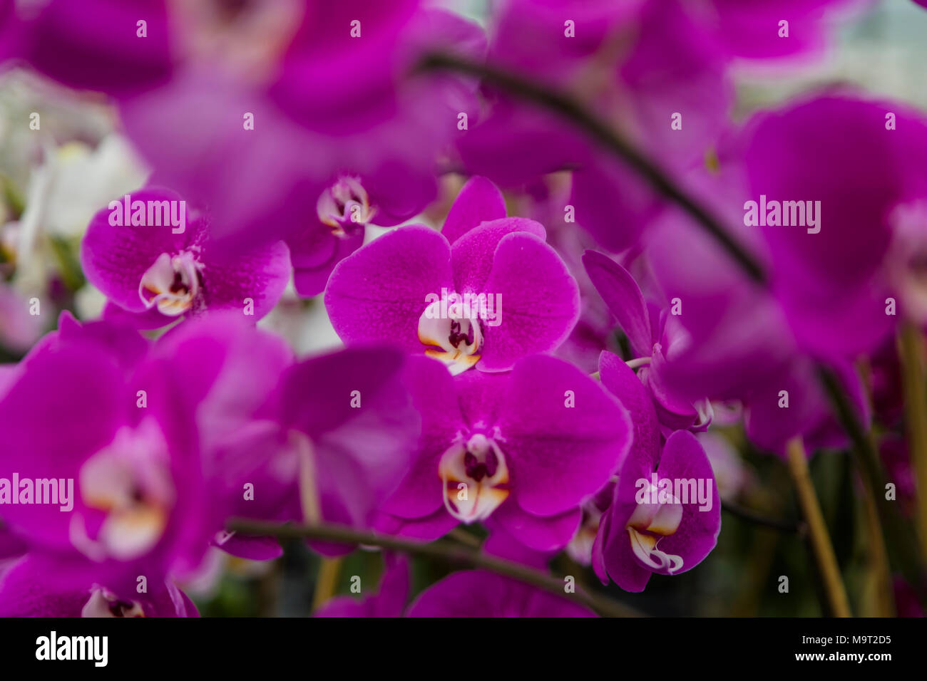 Fiori dell'orchidea Foto Stock