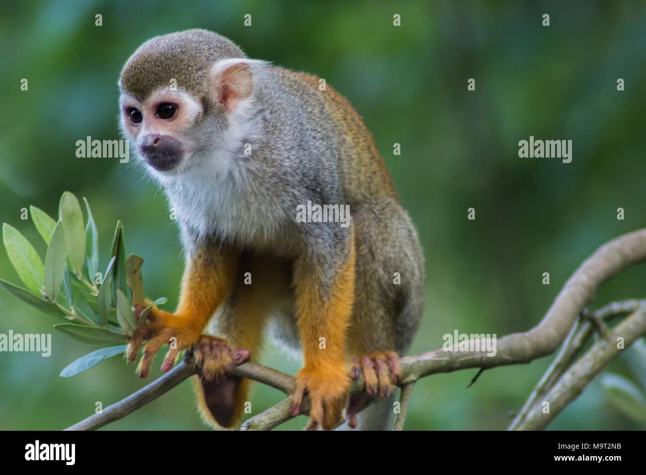 Comune di Scimmia di scoiattolo su un albero, al Bristol Zoo (Inghilterra, Regno Unito) Foto Stock