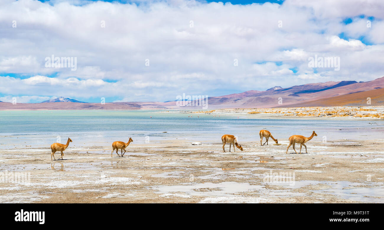 Un gregge di vicuna (vicogna vicugna) vicino alla salina e alla laguna di Chalviri nei pressi della Laguna Colorada, Salar de Uyuni, Bolivia. Foto Stock