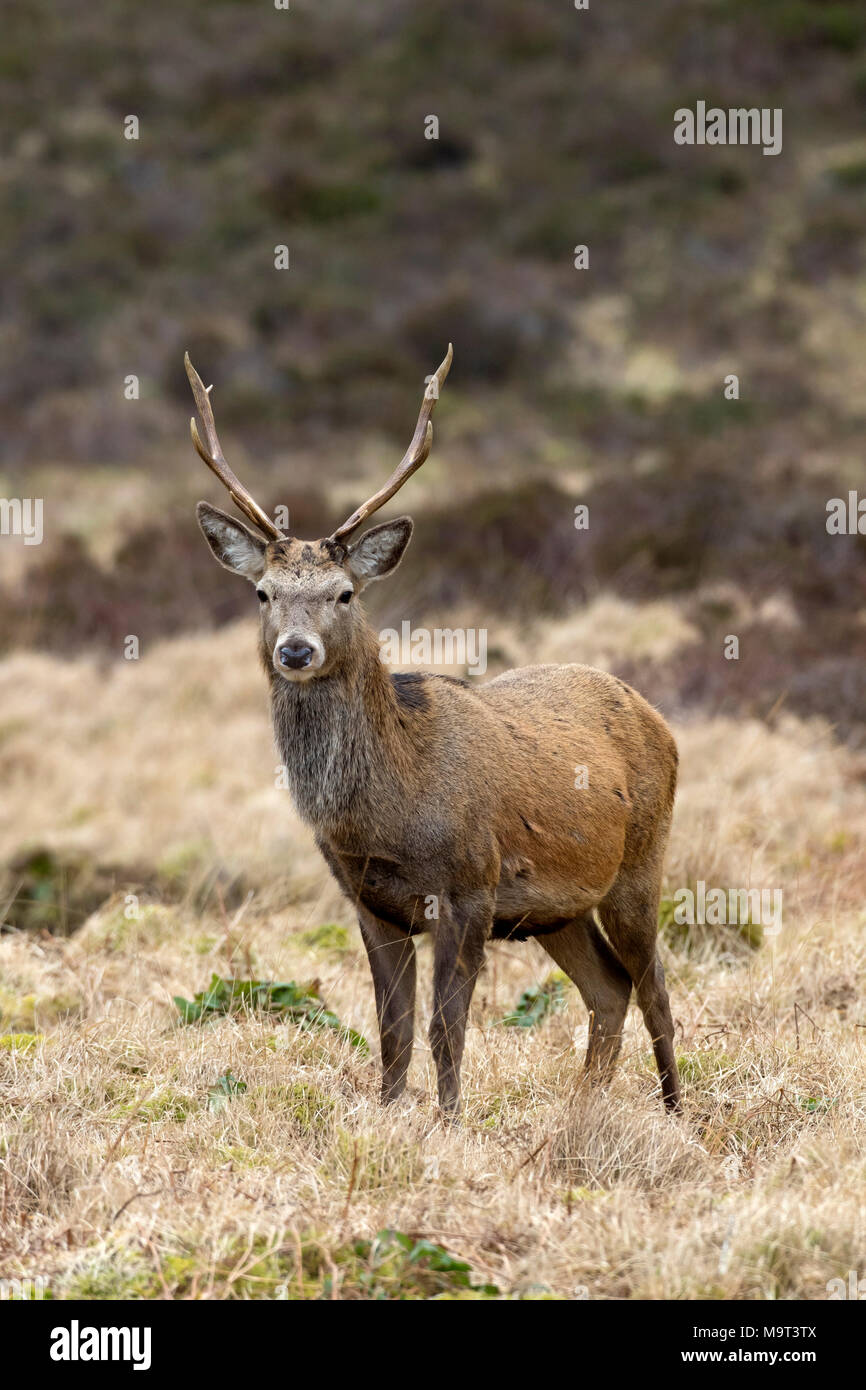 Red Deer cervo maschio / (Cervus elaphus) sulla brughiera in collina in inverno nelle Highlands scozzesi, Scotland, Regno Unito Foto Stock